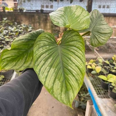 Philodendron Mamei
