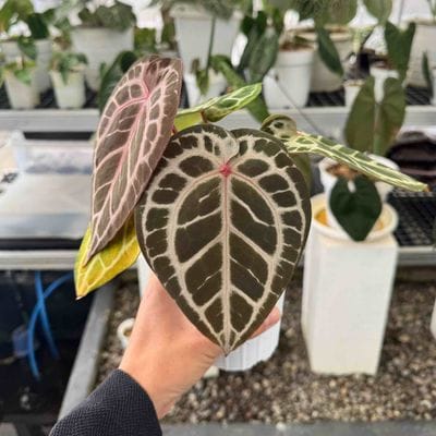 Anthurium Magic Purple Mystic