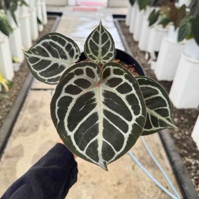 Anthurium Red Tiger (Best Choice)