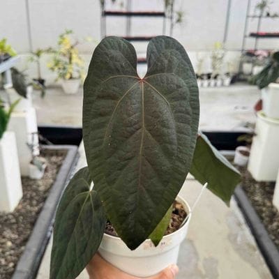 Anthurium Ace Of Spades Tezula x RVDP
