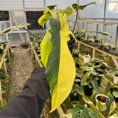 Philodendron Florida Beauty x Bobcee Variegated Large