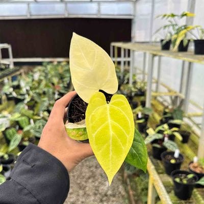 Anthurium Magna x Portillae Golden