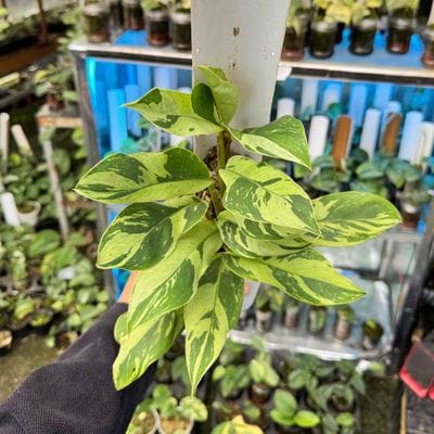 Rhaphidophora Lipstic