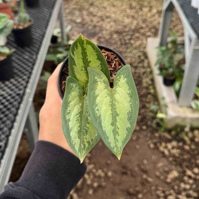 Syngonium Hepaline Green