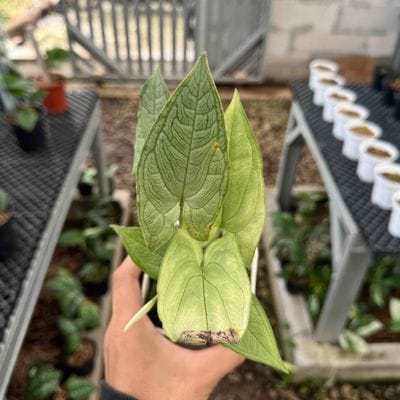 Syngonium Hepaline Silver