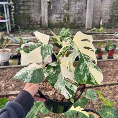 Monstera Albo White Tiger