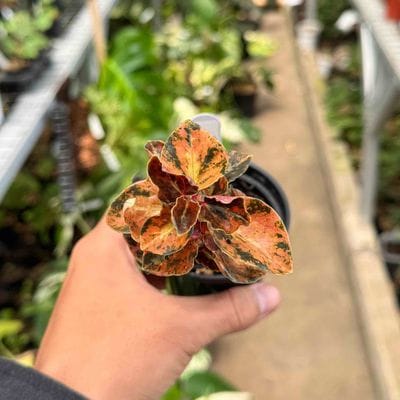 Peperomia Orange Metalic Variegated