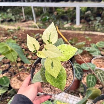 Piper Variegated Mint