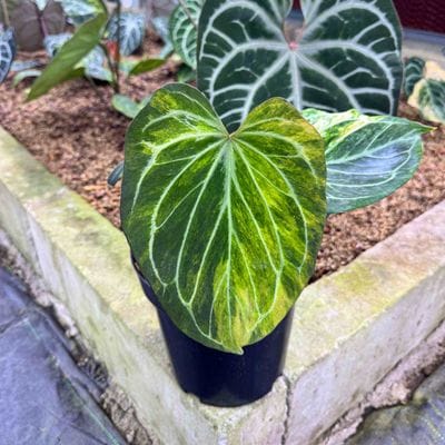 Anthurium King Of Spades HU Butterfly Variegated (Large)