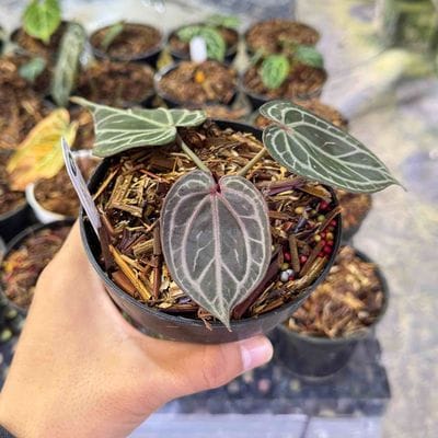 Anthurium King Of Spades HU x Red Crystallinum Mutations (Best Choice)