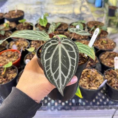 Anthurium King Of Spades HU x Red Crystallinum Mutations (Best Choice)