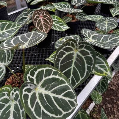 Anthurium Red Tiger Large 10 PCS (Wholesale Price)