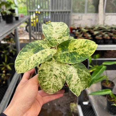 Homalomena Schismatoglottis Marble (Best Choice)