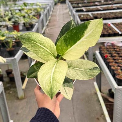 Dieffenbachia Oerstedii Variegated Mint