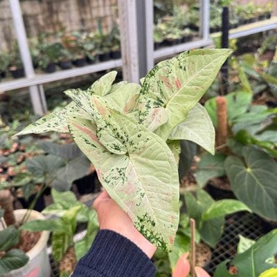 Syngonium Milk Confetii Tricolor