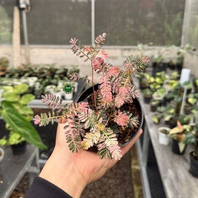 Phyllanthus Variegata Pink