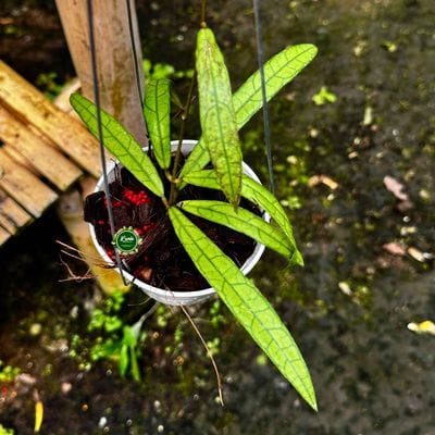 Hoya Callistophylla Jungle Spear