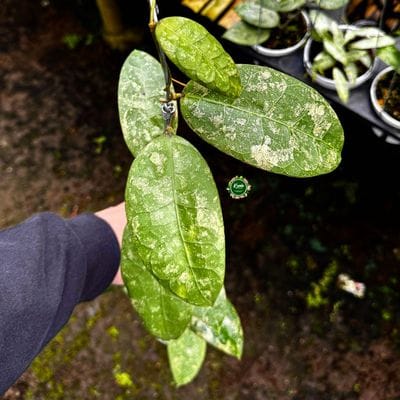 Hoya SLM 02