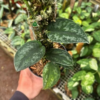 Scindapsus Kapuas Dark Leaf