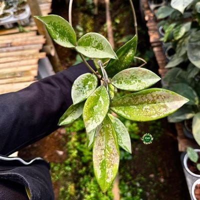 Hoya AH 074 Silver