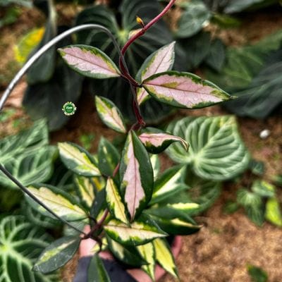 Hoya Carnosa Narrow Inner Variegated