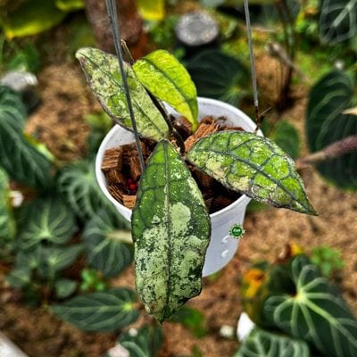 Hoya Finlaysonii EPC 317 Silver
