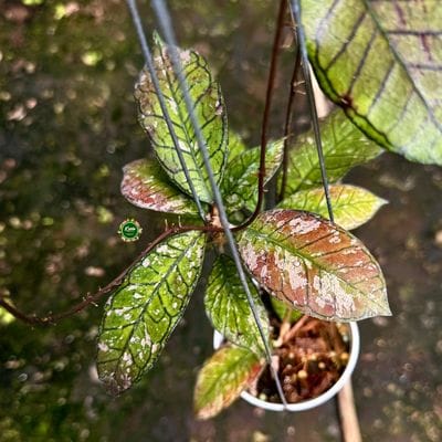 Hoya Gunung Gading Splash Red