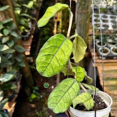 Hoya Villosa SP Cao Bang